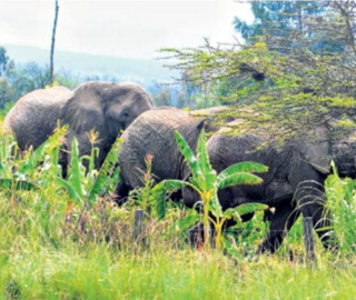 A herd elephants in a grassy area