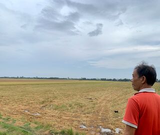 Man overlooks the expanse of a green and yellow rice field