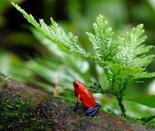 Red frog with blue legs sits on leafy log
