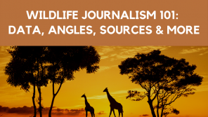 thumbnail for wildlife 101 webinar